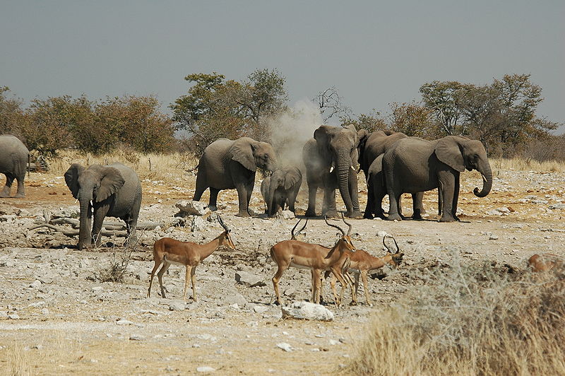 Elephanten in der Namib Wüste (c) Patrick Giraud (cc) creative commons